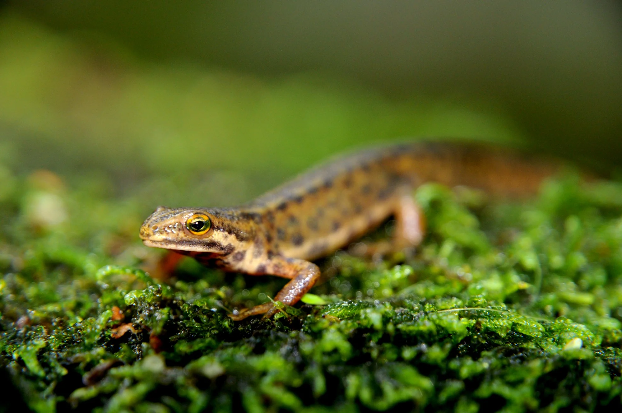 Čolek obecný (Lissotriton vulgaris) na mechu, křehká fauna mokřadů