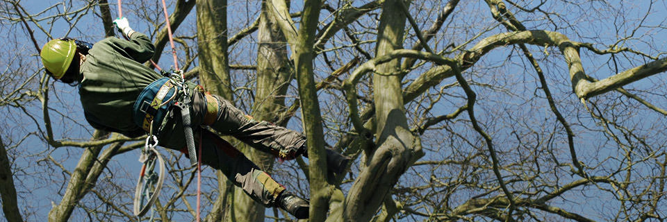 ozvena.info - Staráme se o veřejnou zeleň